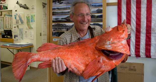 Massive rockfish caught in Alaska could be 200 years old - CBS News