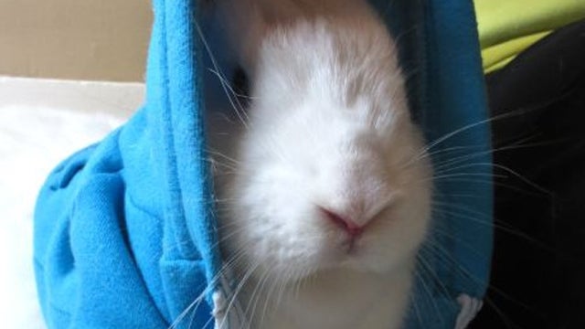 Bunny_in_a_hoodie.jpg 