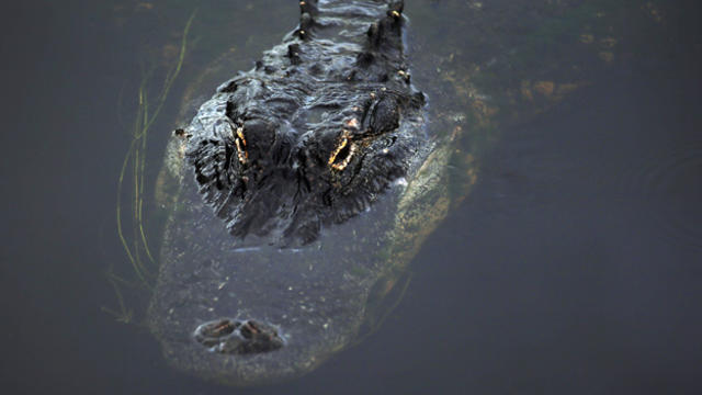 alligator_crop.jpg 