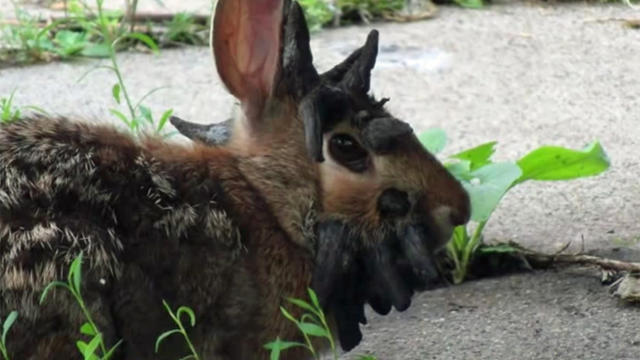 frankenstein-rabbit.jpg 