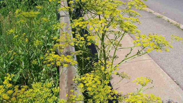 WildParsnip2.jpg 