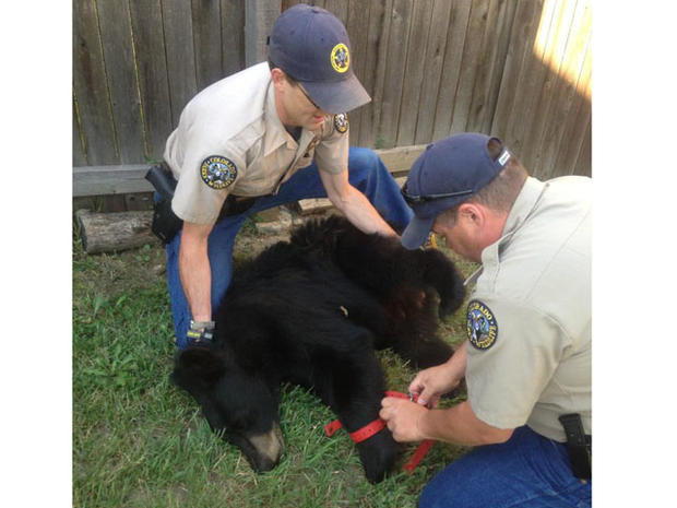 bear and wildlife officers 1 
