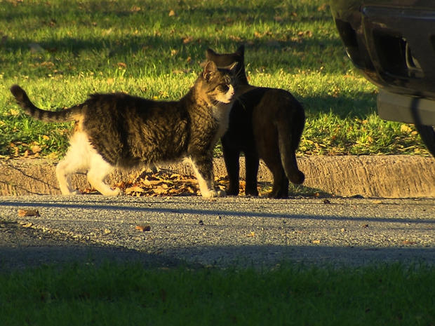 Colony Rabies -feral cats 