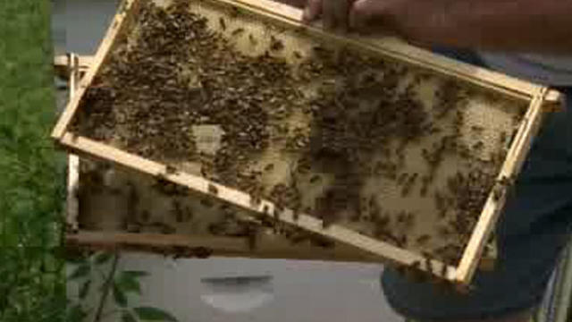 bee-hives.jpg 