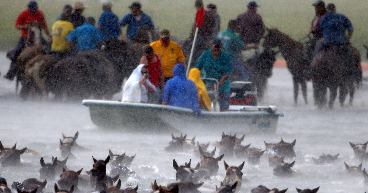 The wild ponies of Chincoteague
