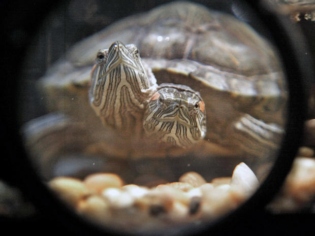 2-headed-turtle 