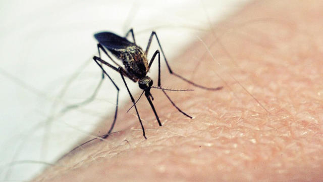 mosquito-bite1.jpg 