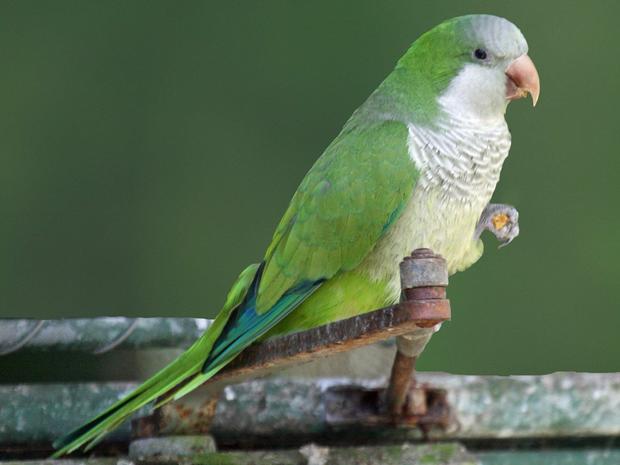 Bronx missing pet parrot 