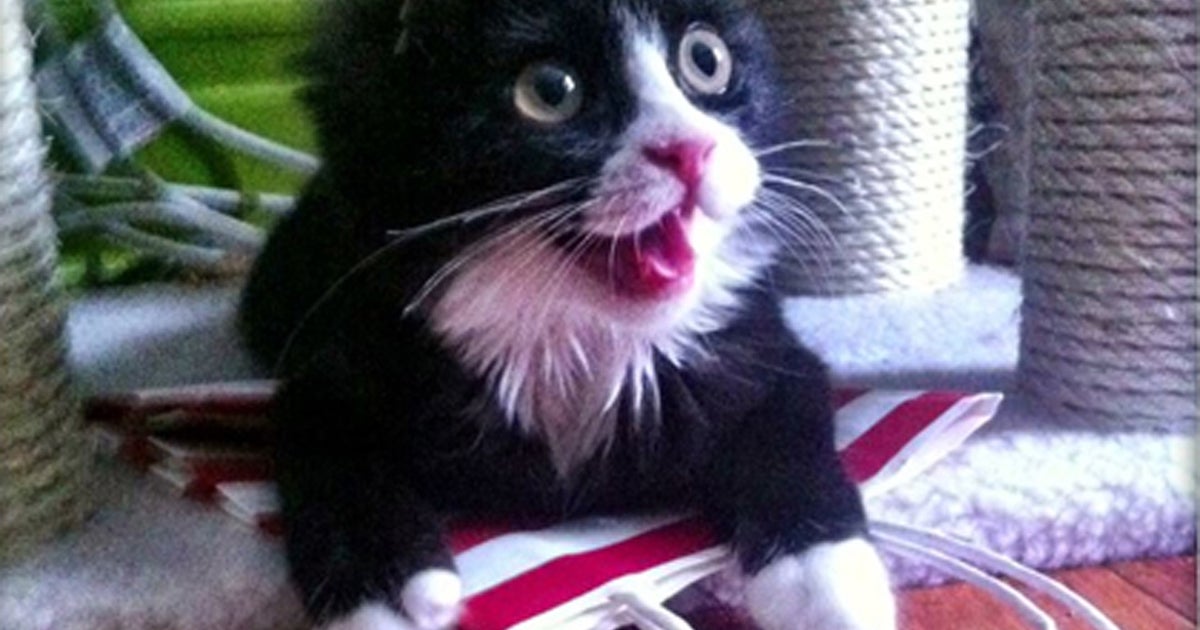 Kitten set on fire gets new home - CBS News