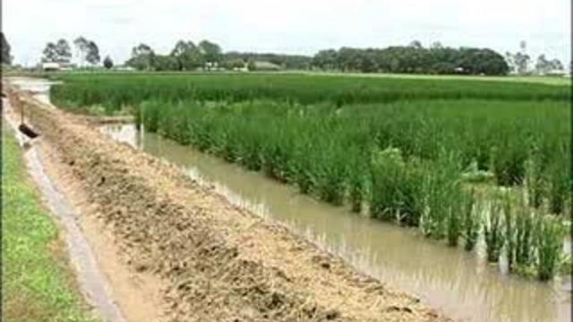 rice-farm.jpg 