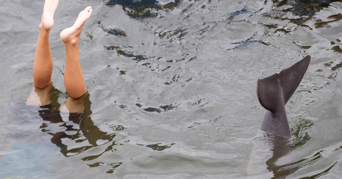 Study: Dolphins can problem solve like humans - CBS News