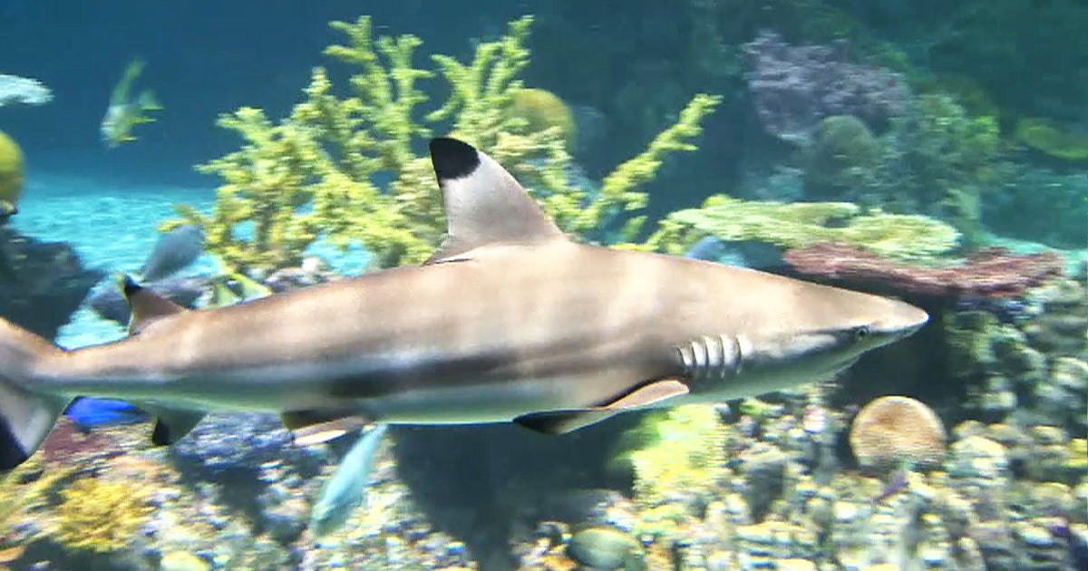 World's largest Pacific coral reef replica unveiled in Baltimore CBS News