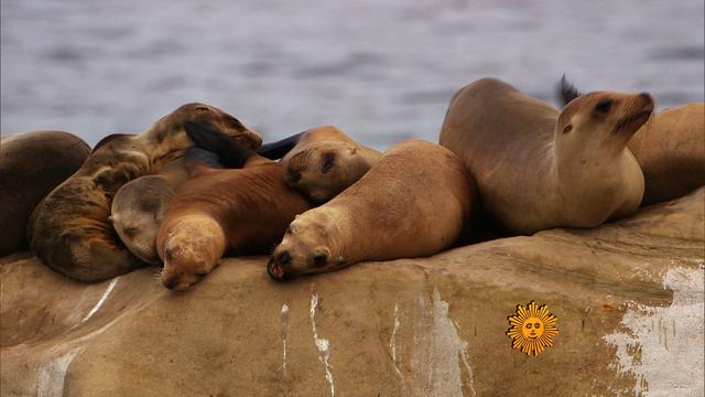 Nature: La Jolla, Calif. 