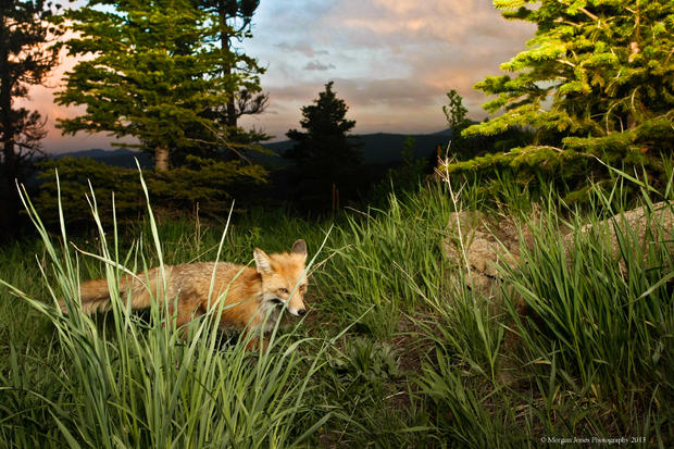 fox-3.jpg 