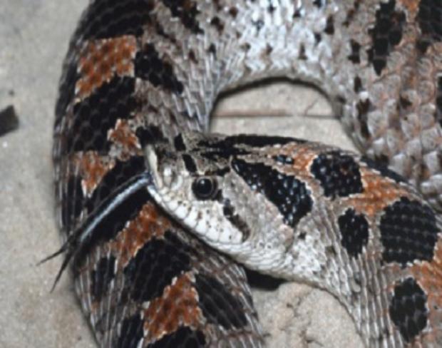 Southern Hognose Snake 
