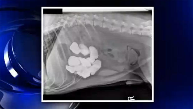 An x-ray of Gordon's stomach before surgery. 