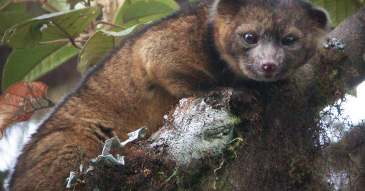 New mammal discovered