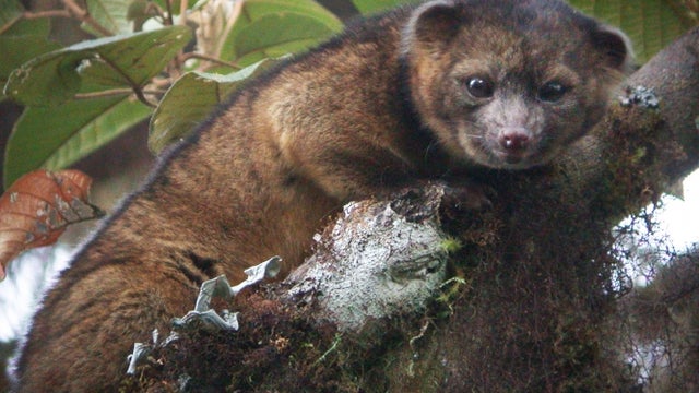 1_photo_of_Olinguito.jpg 