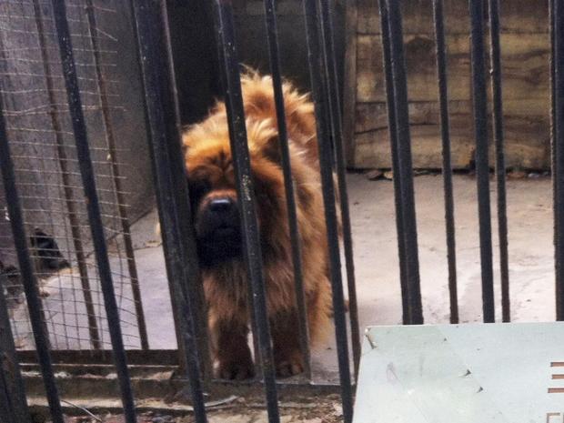 In this photo taken Monday Aug. 12, 2013, a Tibetan mastiff looks out from a cage near a sign which reads "African lion" in Luohe zoo in Luohe in central China's Henan province. Reports say the zoo in the central China city of Luohe attempted to pass off a Tibetan mastiff as a lion. 