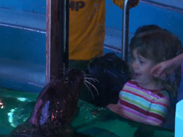 A little girl gets up close with a seal 