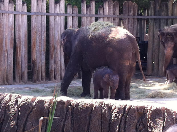 bowie baby elephant 