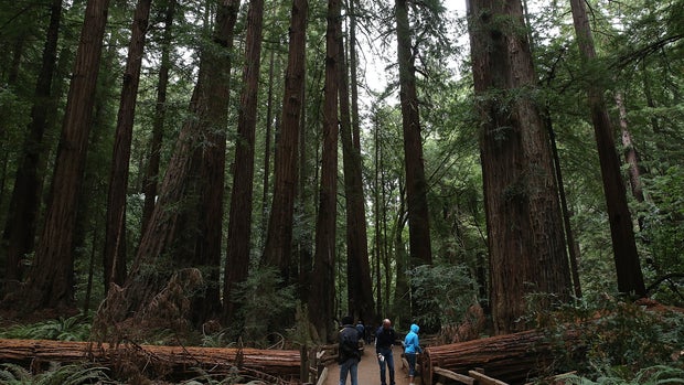 Redwoods and sequoias thrive despite climate change
