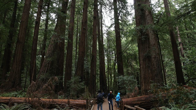 Redwoods and sequoias thrive despite climate change 