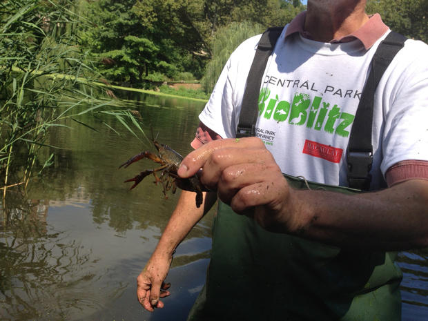 Prof. John Waldman holds a crawfish found in a pond in Central Park 