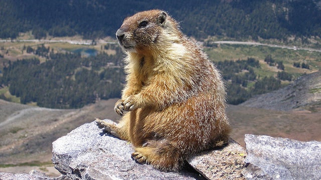 marmot 