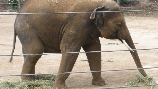 billy-1-zoo-unveils-new-elephant-from-denver-zoo.jpg 