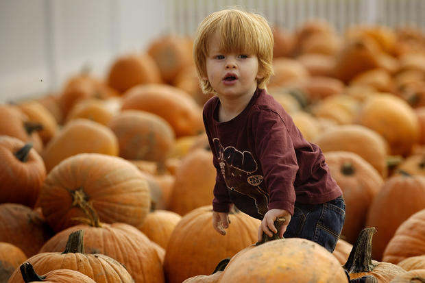 A young boy climbs through pumpkins at a 