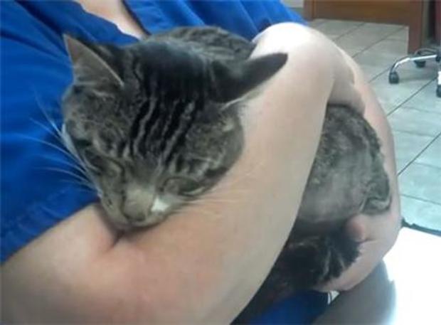 A cat that was found in a field last month with an arrow through his body is recovering after two surgeries. 