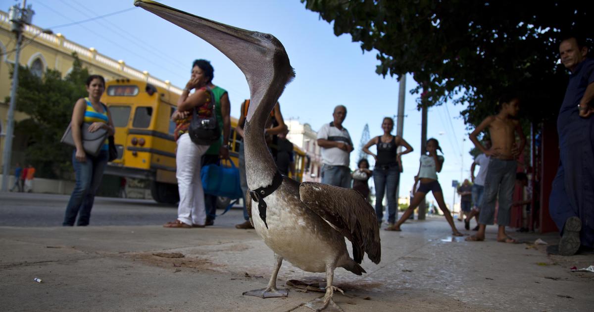 Pancho The Pelican