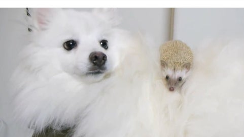 hedgehog_and_puppy.jpg 