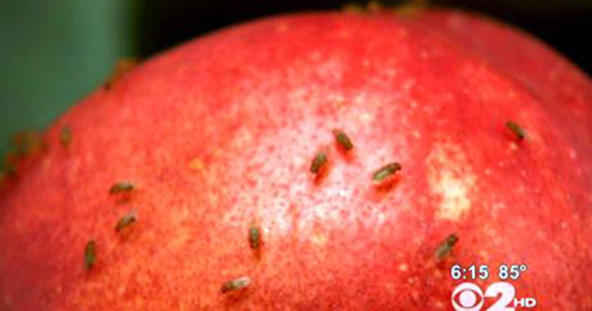 Will a Fruit Fly Population Eventually Die Off? – Dr. Killigan's