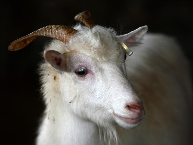 goat 