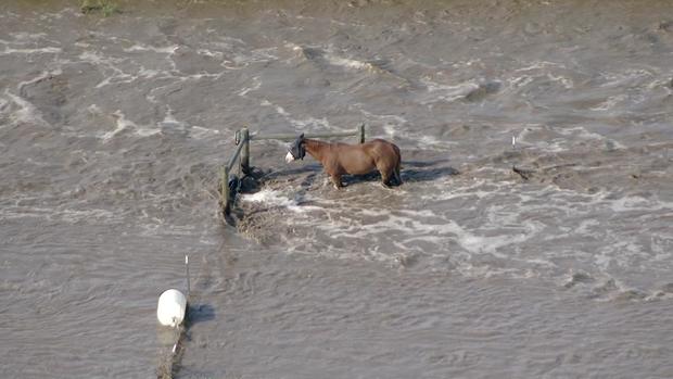 Stranded Horse Flooding 