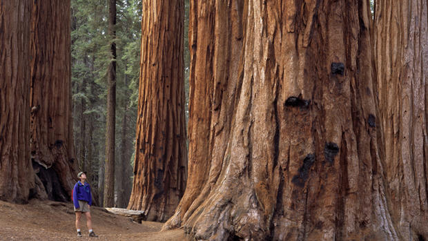 Sequoia National Park - Thinkstock 
