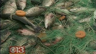rockfish.jpg_-_cbs_baltimore.jpg 
