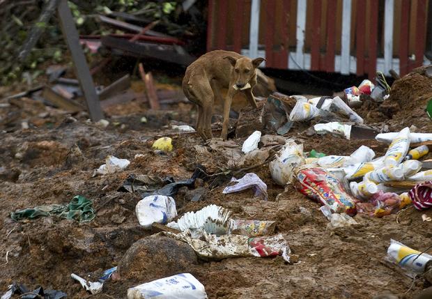 A stray dog rummages for food among debris in La Pintada 