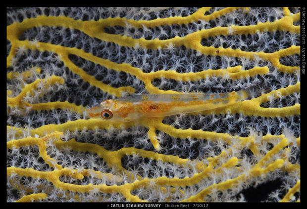 Catlin_Seaview_Survey._2012.10.07_L_Chicken_Wire_Coral_Goby.jpg 