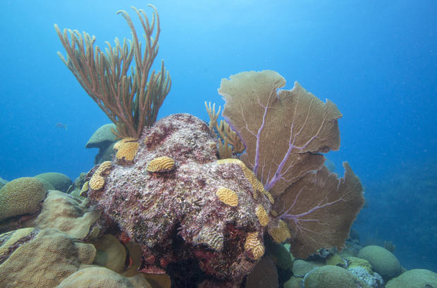 Catlin_Seaview_Survey__Bermuda_Coral_Disease.jpg 