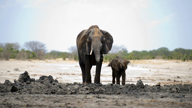 elephants_zimbabwe_156889851.jpg 