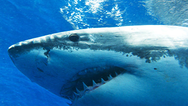 shark.jpg 