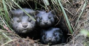 Tens of thousands of mink worth some 750K set free in Minnesota CBS News