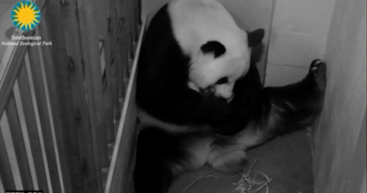 National Zoo's 'panda cams' go dark - CBS News