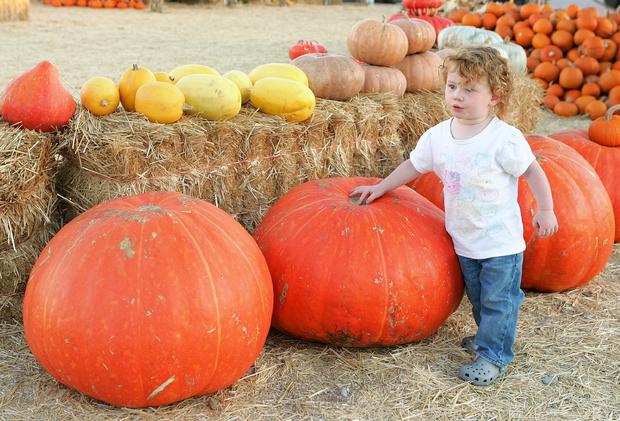 Pumpkin Patch Attracts Fall Revelers 