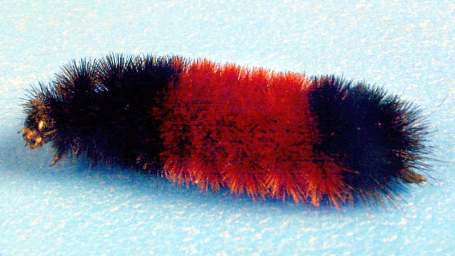 wooly-bear-caterpillar.jpg 