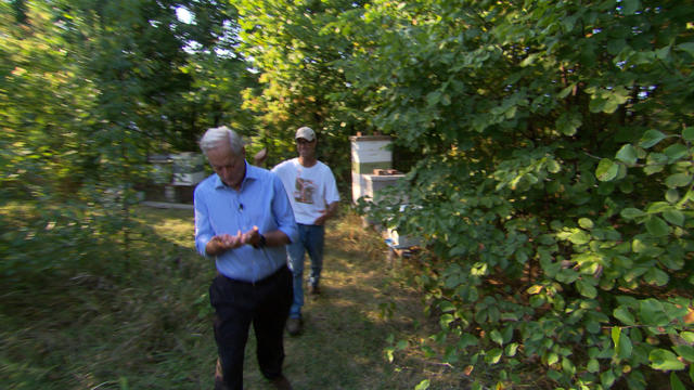 60 Minutes team "stung" on assignment in Detroit 