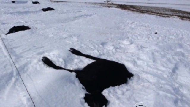 131013-cattle-snowstorm-South_Dakota.jpg 